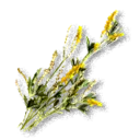 Icône de l'objet Mélilot jaune dans The Blood of Dawnwalker