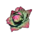 Cabbage
