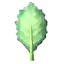 Chou kale Chou kale