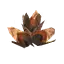 Beech Seeds Beech Seeds