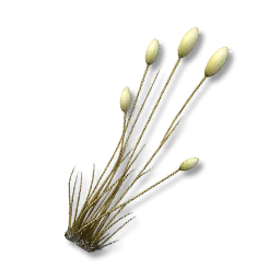 Ikona předmětu Flufftail Grass v Aniimo