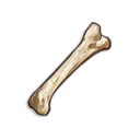 Animal Bone