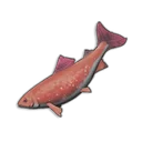 Raw Salmon