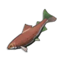 Raw Trout