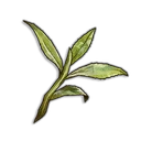 Feuilles de thé