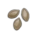 Graines de citrouille