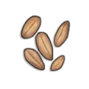 Wheat seeds